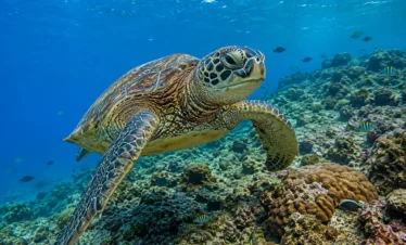 Sea turtle swimming above a coral reef at Caño Island Biological Reserve, Costa Rica