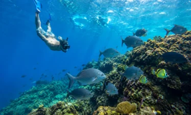 Snorkelers exploring a coral reef at Caño Island Biological Reserve, Costa Rica