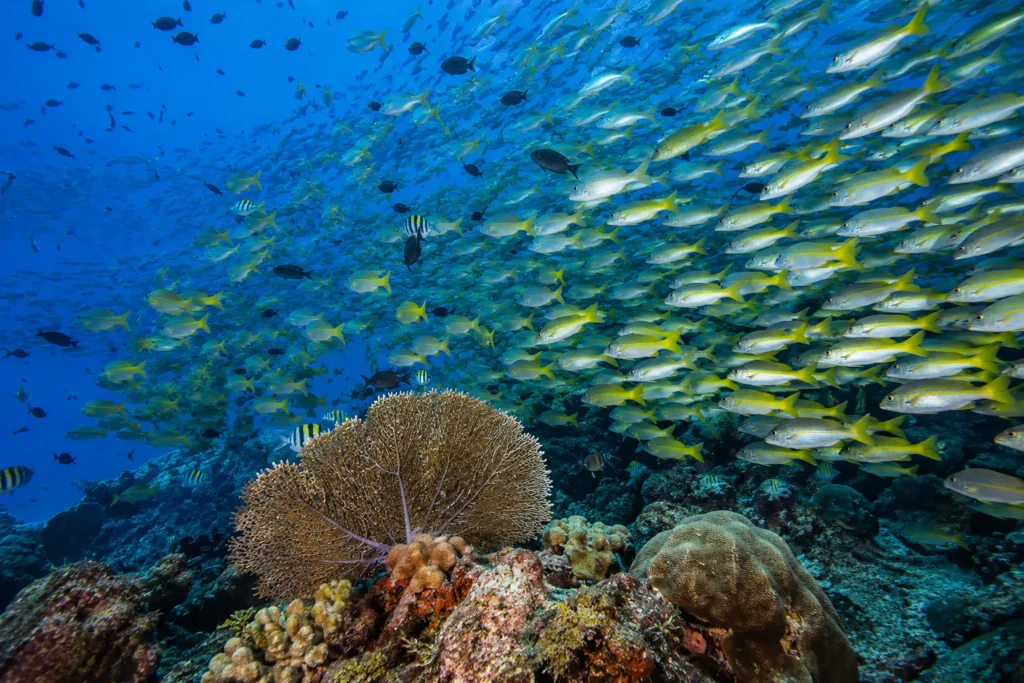 Large school of tropical fish swimming above a coral reef at Caño Island Biological Reserve, Costa Rica
