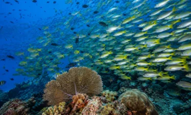Large school of tropical fish swimming above a coral reef at Caño Island Biological Reserve, Costa Rica