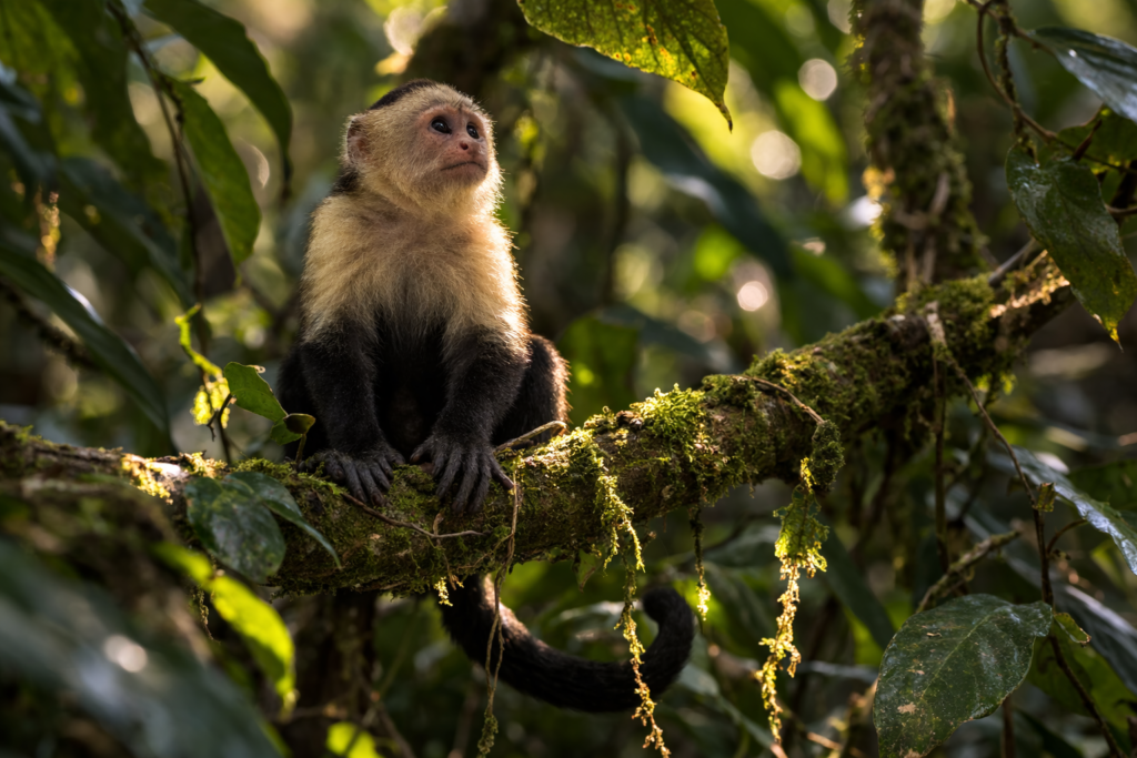 Scarlet macaw in Corcovado rainforest