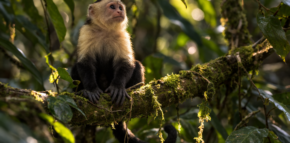 Scarlet macaw in Corcovado rainforest