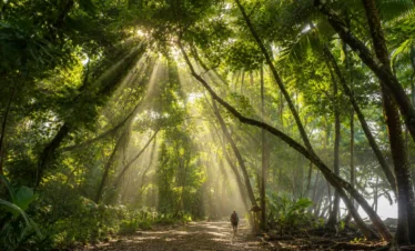 Hikers walking along a tropical rainforest trail in Corcovado National Park