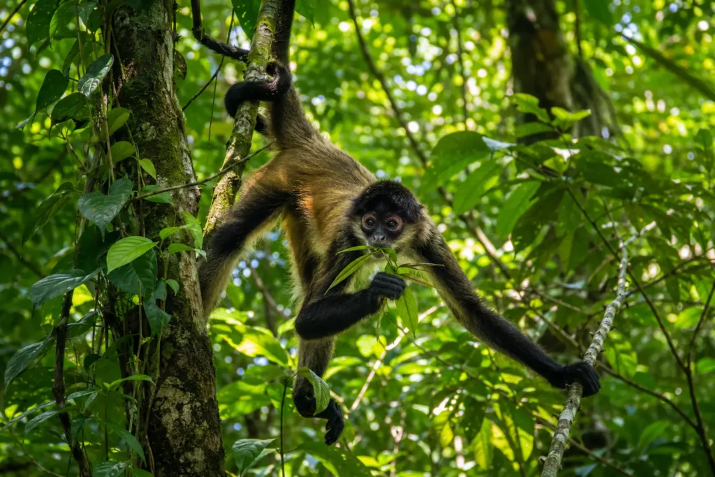 Spider monkey in the rainforest near Sirena Ranger Station in Corcovado National Park