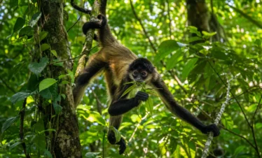Spider monkey in the rainforest near Sirena Ranger Station in Corcovado National Park