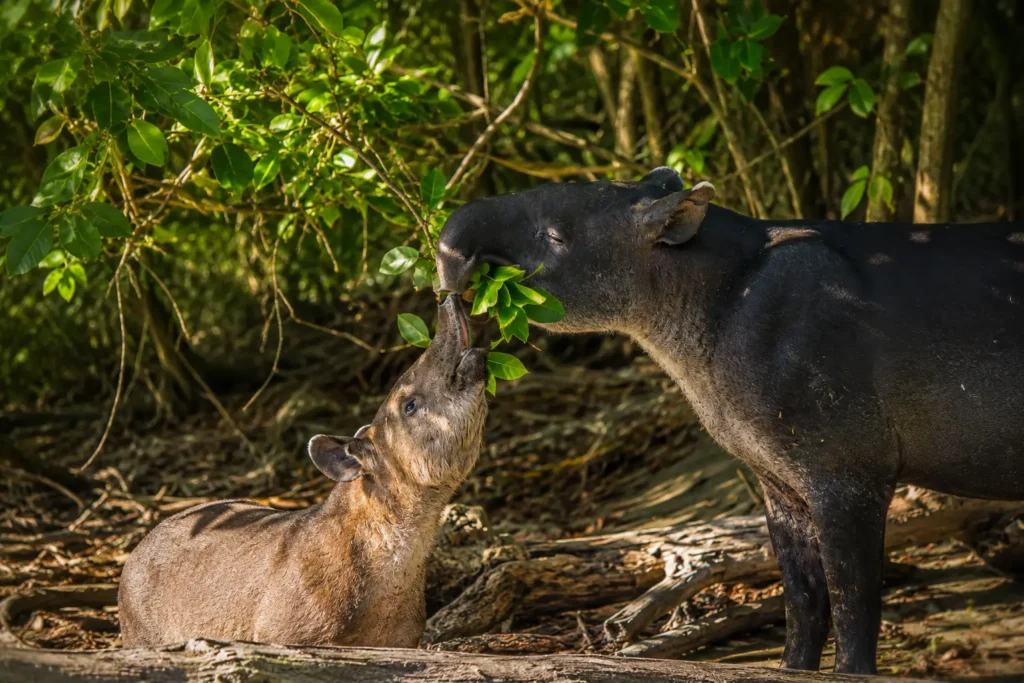 Baird's tapir mother and calf in Corcovado National Park near Sirena Ranger Station