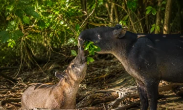 Baird's tapir mother and calf in Corcovado National Park near Sirena Ranger Station