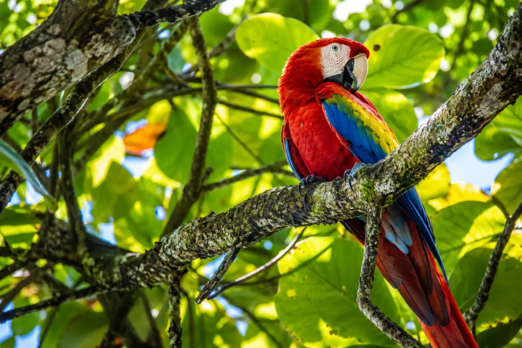 Scarlet macaw perched in the rainforest canopy near Sirena Ranger Station in Corcovado National Park