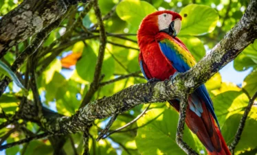 Scarlet macaw perched in the rainforest canopy near Sirena Ranger Station in Corcovado National Park