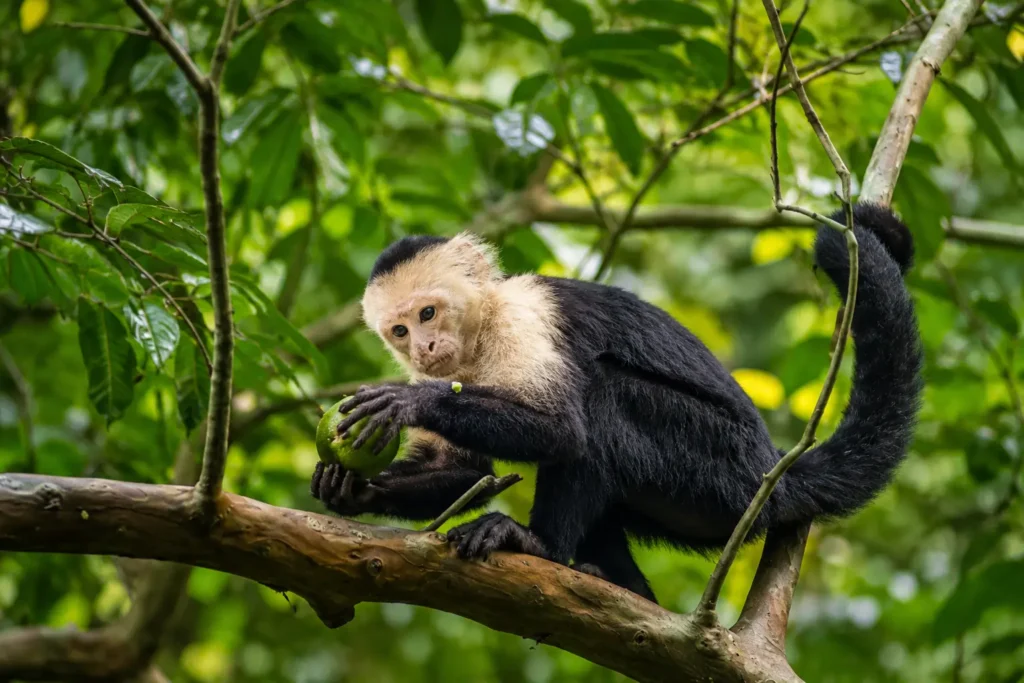 White-faced capuchin monkey eating fruit in the rainforest of San Pedrillo, Corcovado National Park