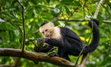 White-faced capuchin monkey eating fruit in the rainforest of San Pedrillo, Corcovado National Park