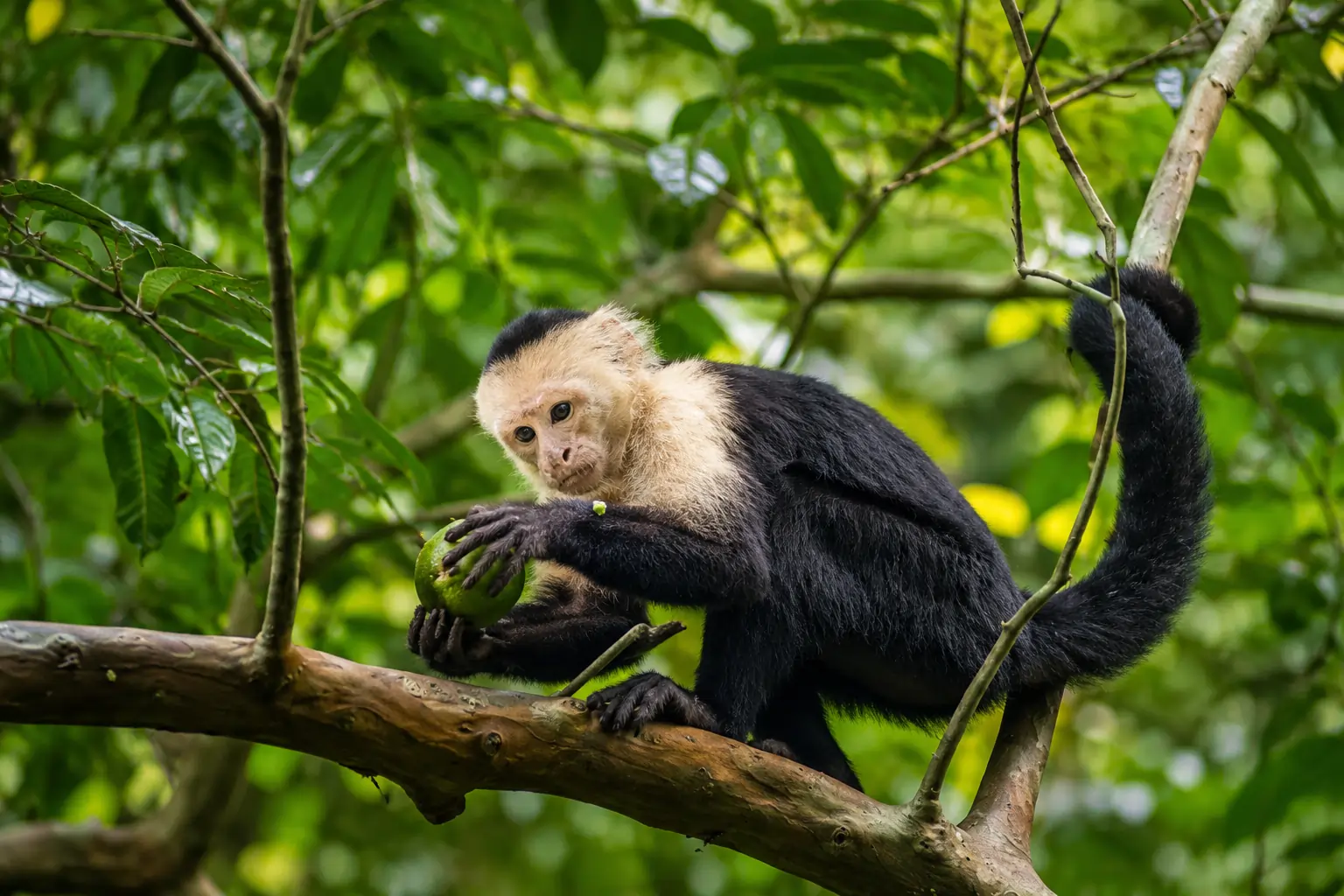 White-faced capuchin monkey eating fruit in the rainforest of San Pedrillo, Corcovado National Park