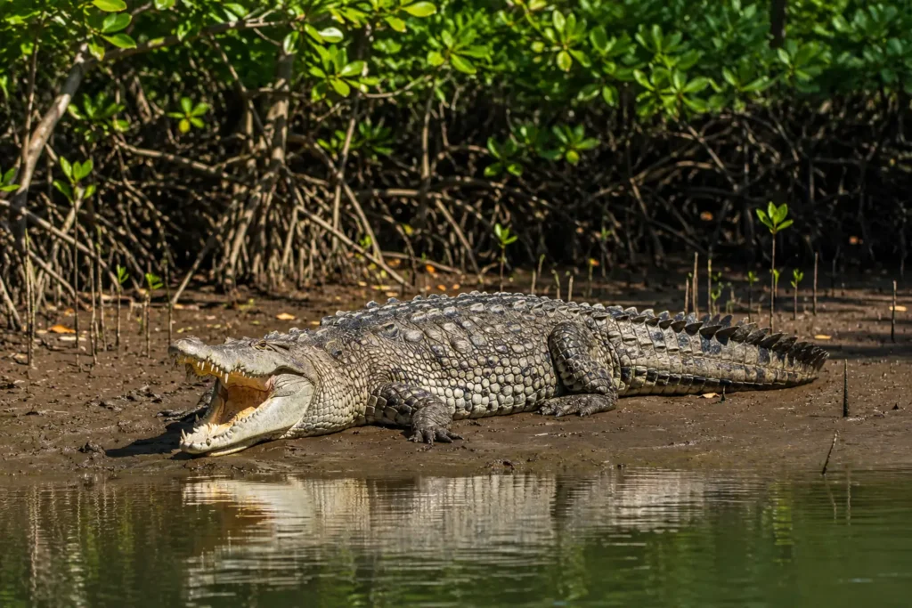 American crocodile resting in the Sierpe Mangrove ecosystem near Drake Bay, Costa Rica