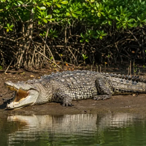 American crocodile resting in the Sierpe Mangrove ecosystem near Drake Bay, Costa Rica