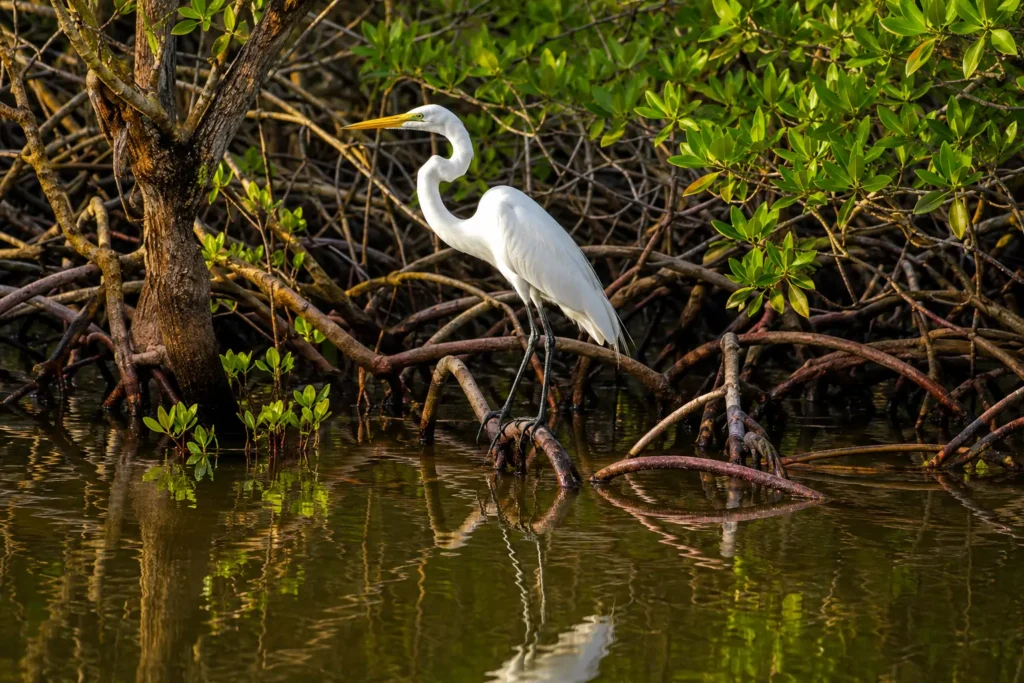 Great egret standing among mangrove roots in the Sierpe Mangrove ecosystem near Drake Bay, Costa Rica