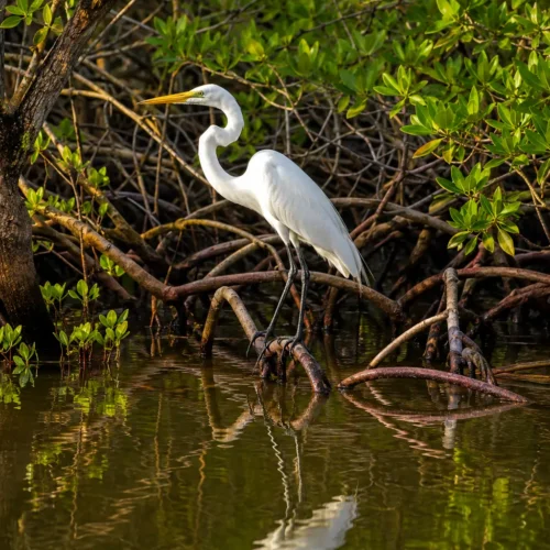 Great egret standing among mangrove roots in the Sierpe Mangrove ecosystem near Drake Bay, Costa Rica