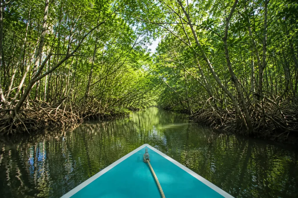 Boat navigating a mangrove channel in the Sierpe Mangrove Forest near Drake Bay Costa Rica
