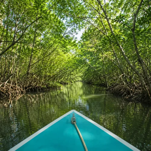 Boat navigating a mangrove channel in the Sierpe Mangrove Forest near Drake Bay Costa Rica