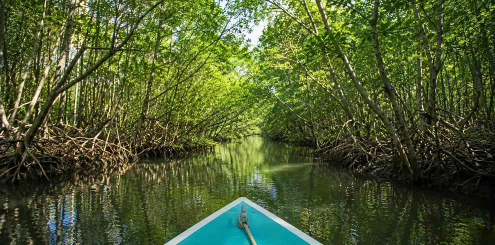 Boat navigating a mangrove channel in the Sierpe Mangrove Forest near Drake Bay Costa Rica