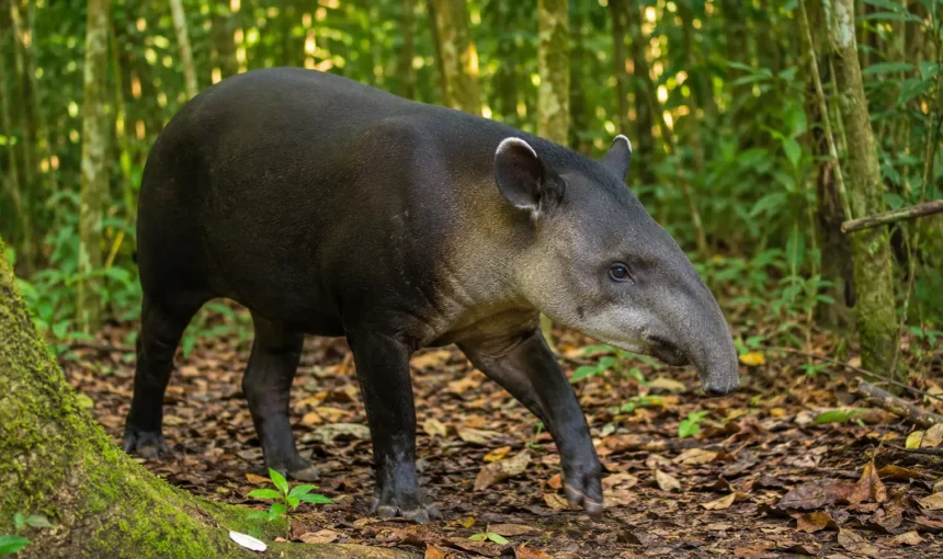 Animals in Corcovado National Park: The Complete Wildlife Guide