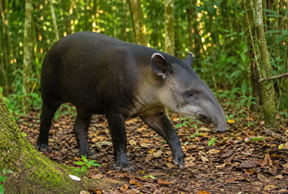 Baird's tapir walking through the rainforest in Corcovado National Park near Sirena Ranger Station, Costa Rica